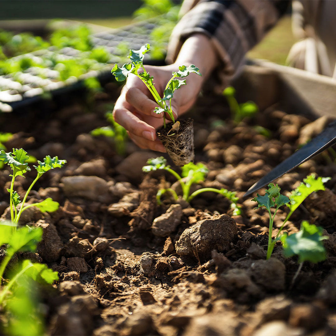 添加物・保存料不使用